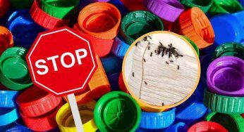Vuoi eliminare le formiche? Usa il trucco dei tappi per dire addio all’infestazione
