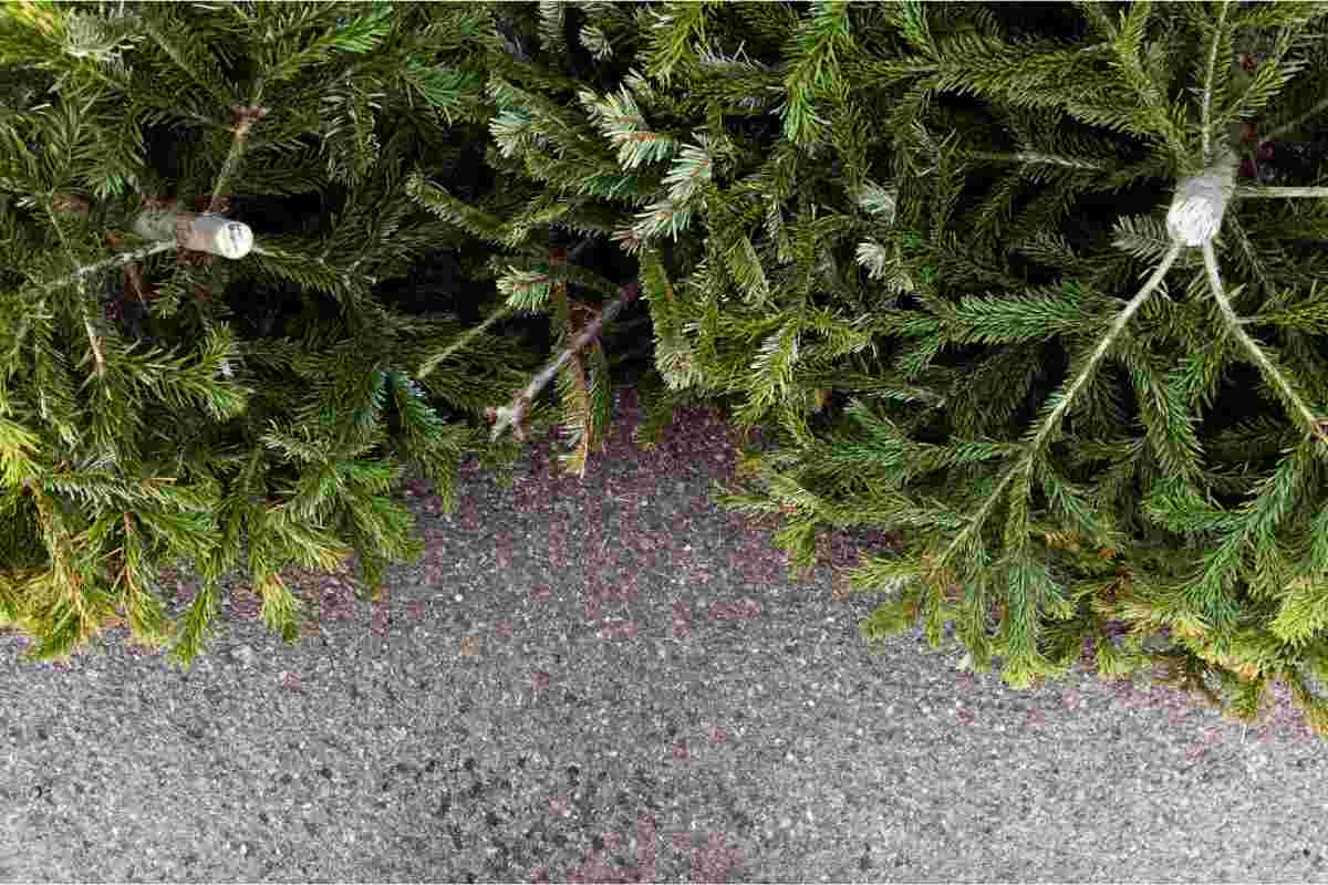 Come riutilizzare i vecchi alberi di Natale? Qualcuno li usa per creare dune costiere