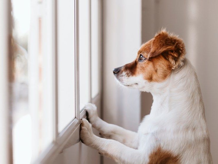 Quanto può stare un cane a casa da solo