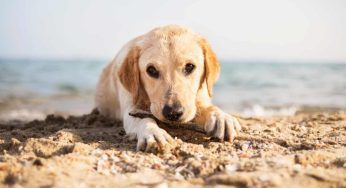 In vacanza con Fido, cosa fare se il cane mangia la sabbia? I rischi da non sottovalutare
