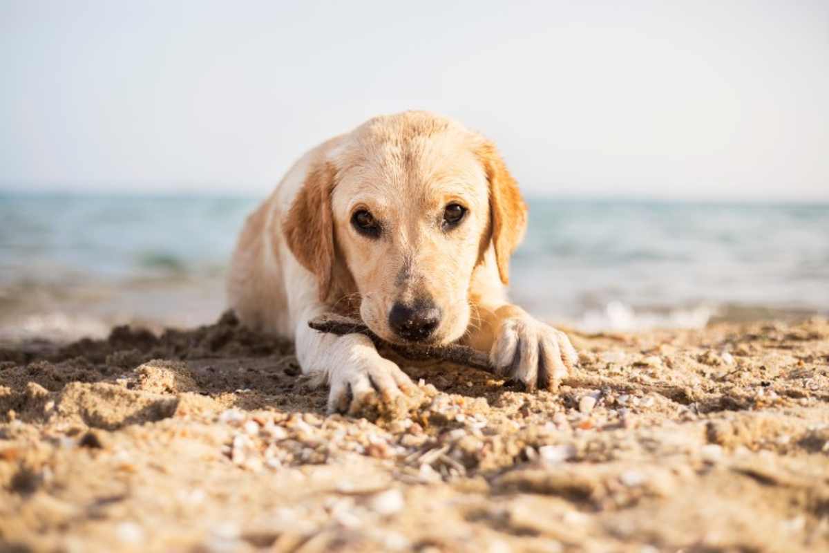 Cane ingerisce sabbia, rischi