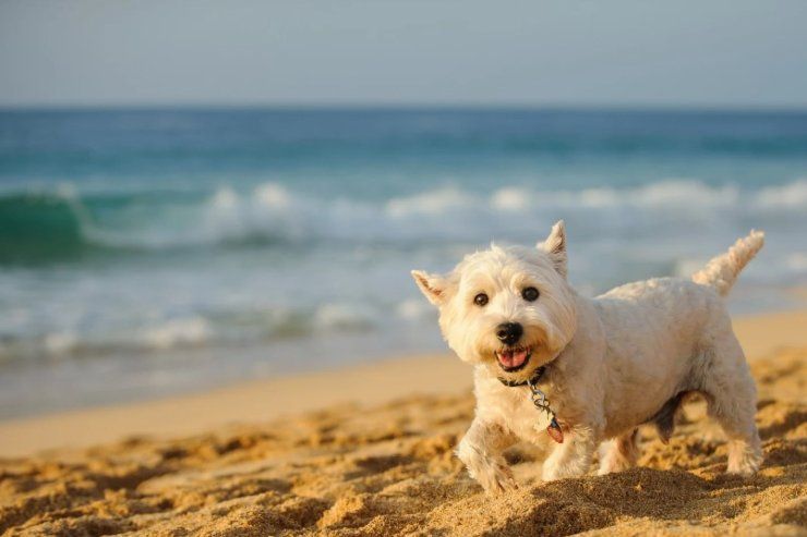 Rischi se cane mangia sabbia