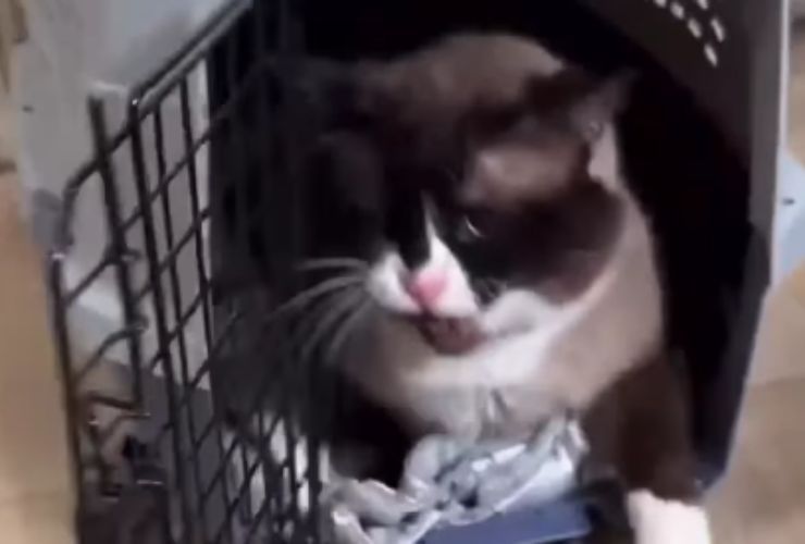 Bruno, da gatto feroce a gatto coccoloso: il video virale 