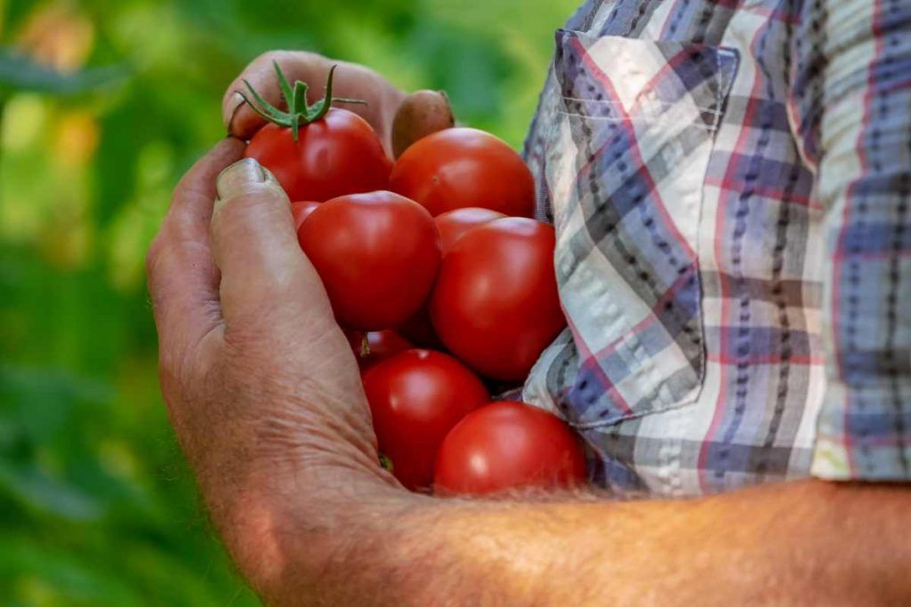 Il 40% di pomodori in più con meno acqua