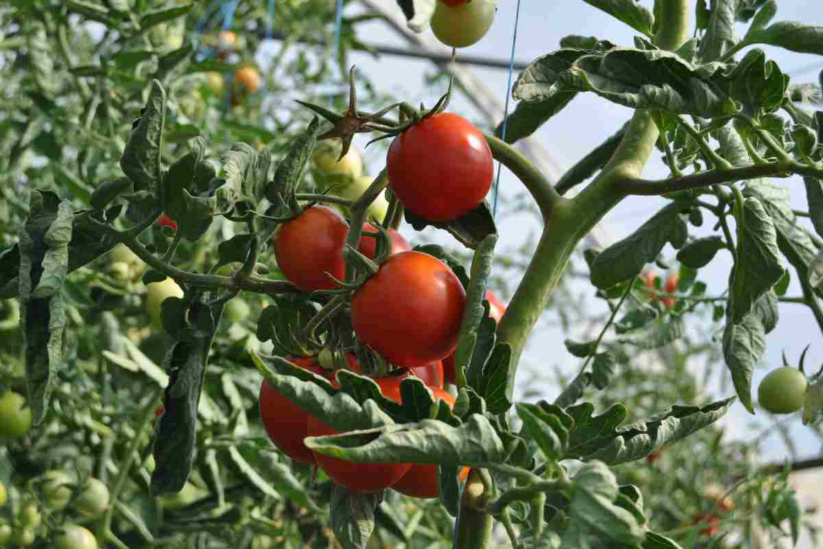 Il trucco virale per pomodori più abbondanti 