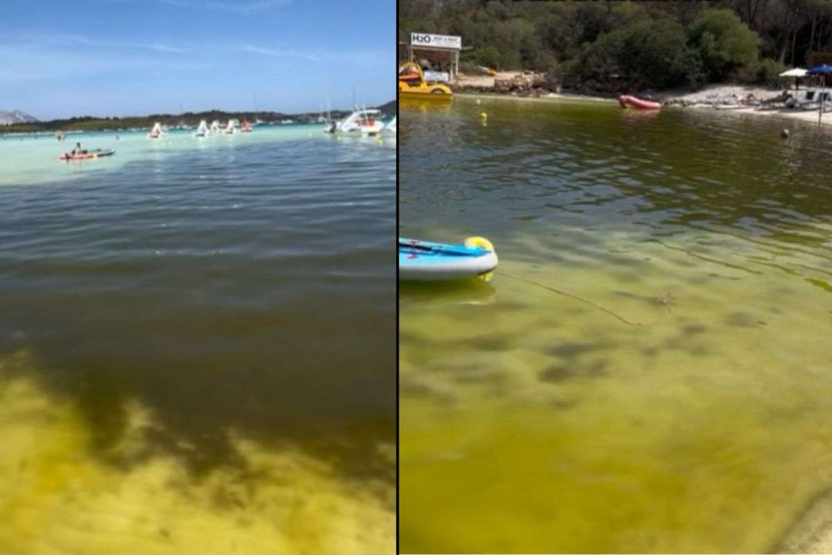 perché l'acqua è verde