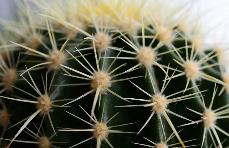 cactus o succulenta che differenza c'è