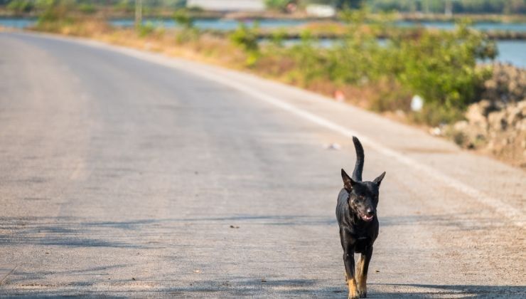 Cane abbandonato in autostrada i numeri telefonici delle forze dell'ordine 