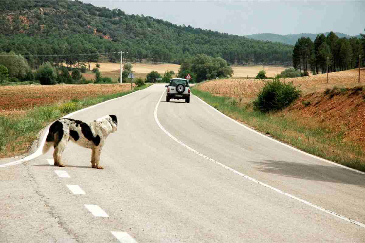 cane abbandonato in autostrada: la procedura