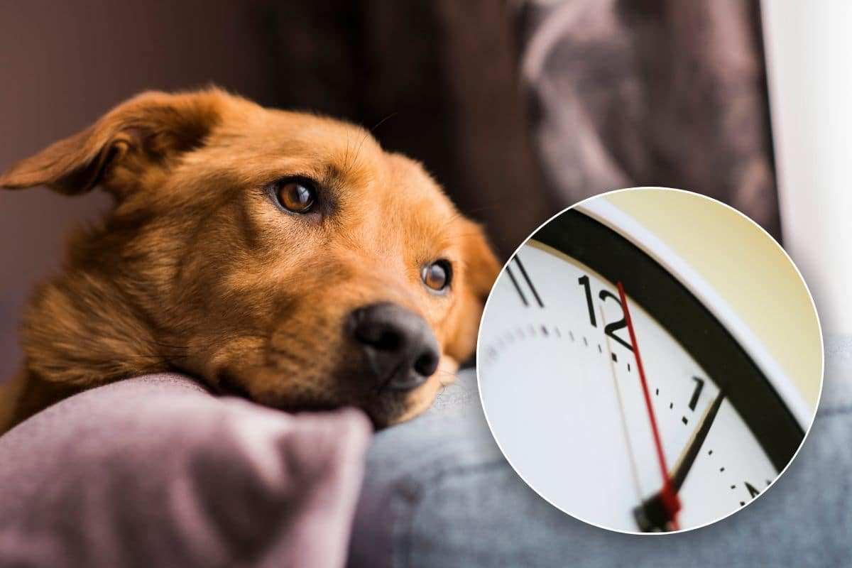 Per quanto tempo può restare il cane solo in casa