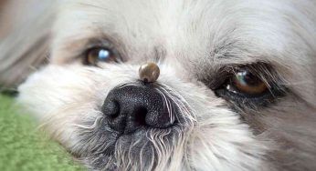 Se noti questo piccolo segno sulla pelle del tuo cane, corri dal veterinario: potrebbe avere la Babesiosi