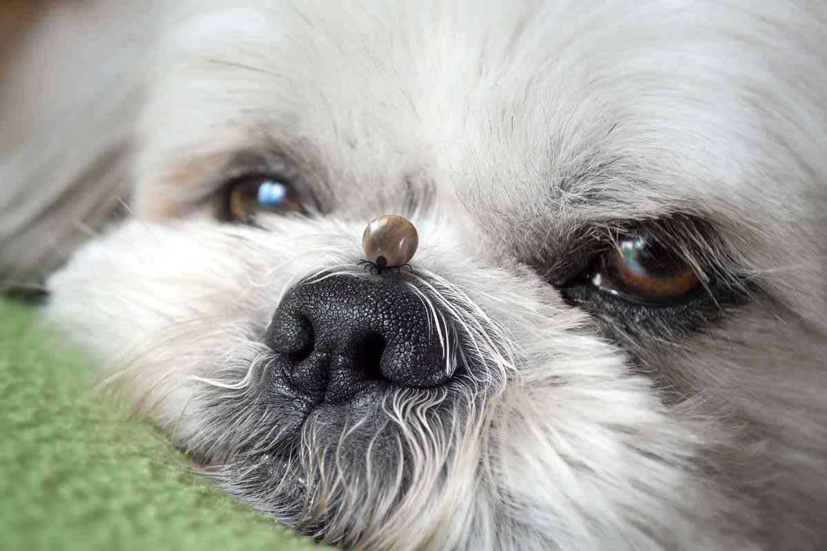 piccolo segno sulla pelle del tuo cane