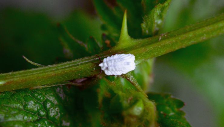 cocciniglia cos'è e come eliminarla