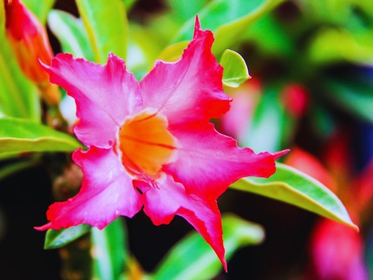 Pianta rampicante da balcone: Bigonia diffonde un profumo di vaniglia 