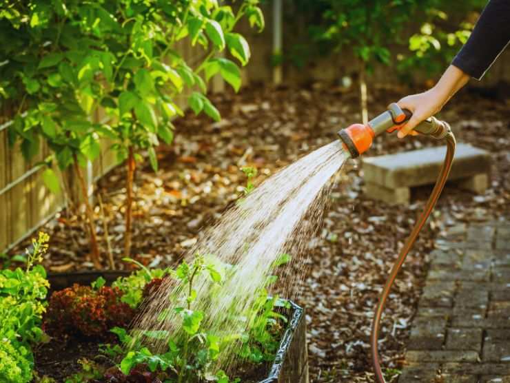 Caldo record, metodo veloce molto economico per innaffiare le piante