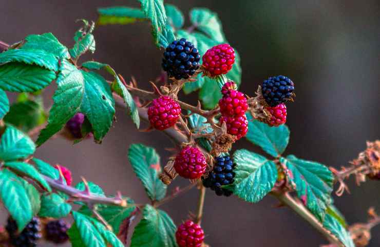 come avere i frutti di bosco a casa sempre freschi