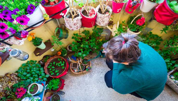 Piante contro gli insetti