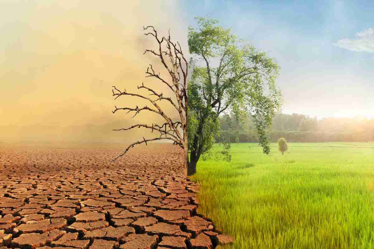 Alberi contro il riscaldamento globale: la recente scoperta 