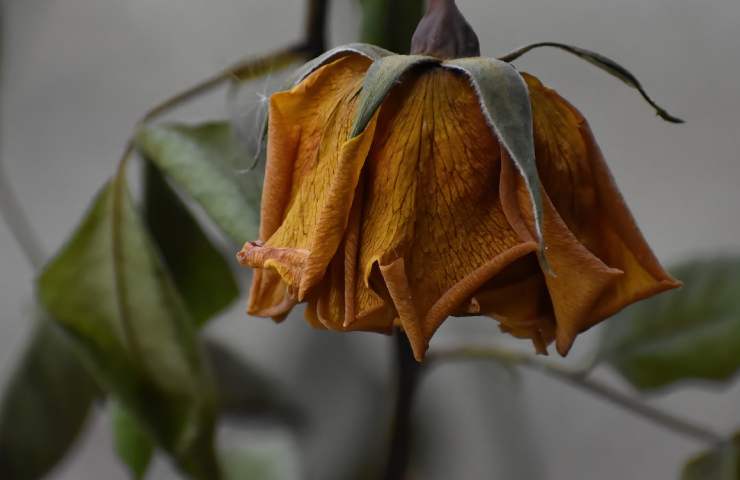 le rose non fioriscono, cosa fare