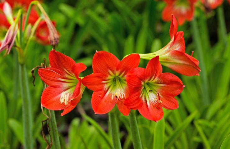 Amaryllis