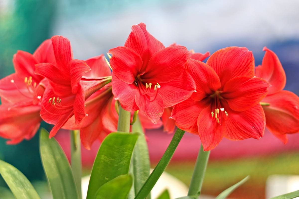 Pianta Amaryllis