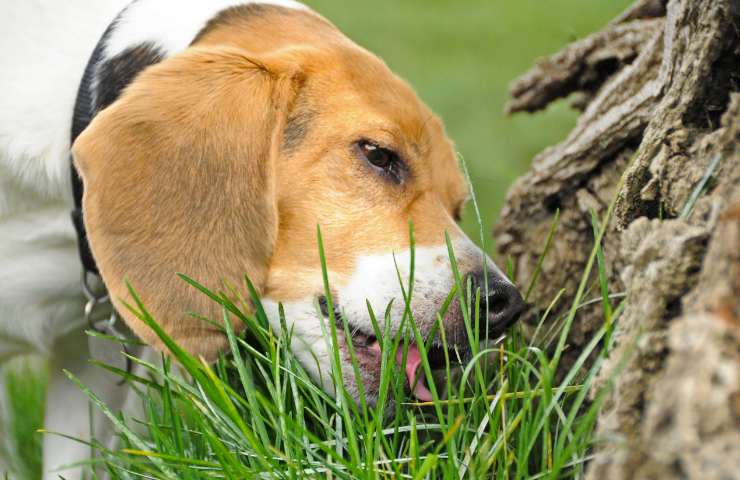 Cane cerca qualcosa nell'erba