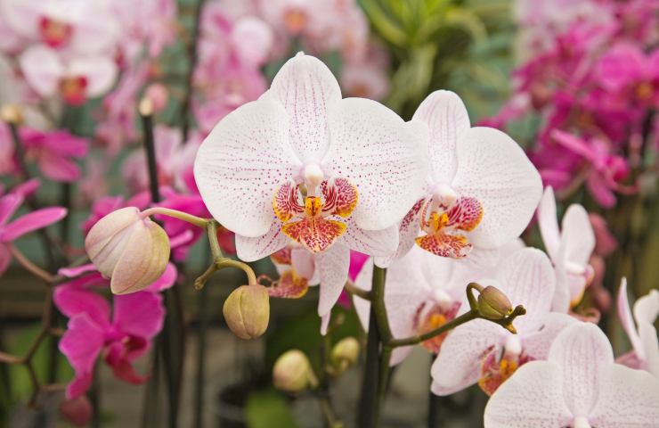 Orchidea