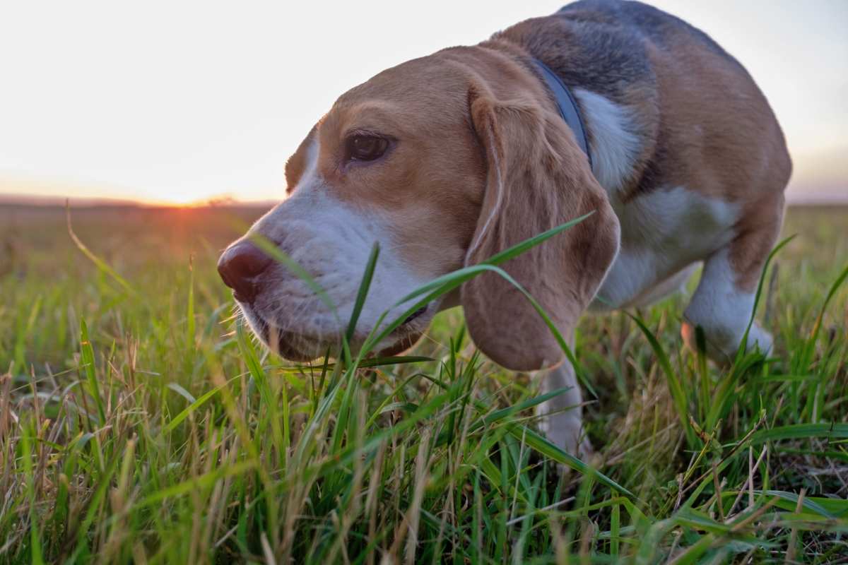 Beagle nel prato