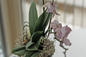 Orchidea morente