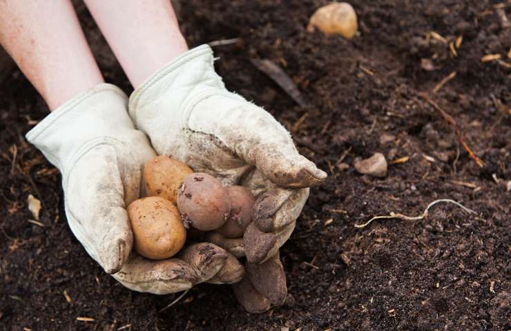 Persona raccoglie patate nell'orto