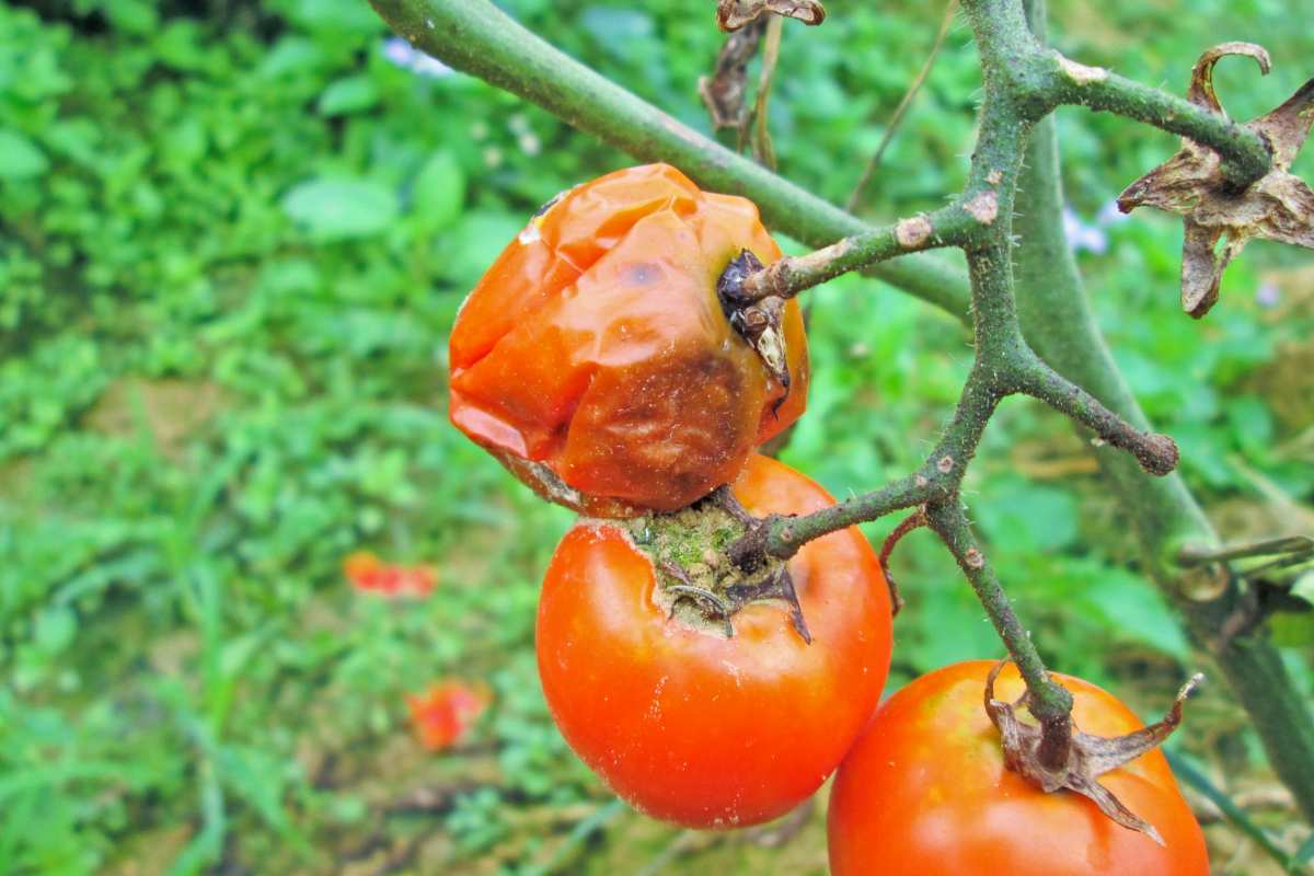 Pomodori malati