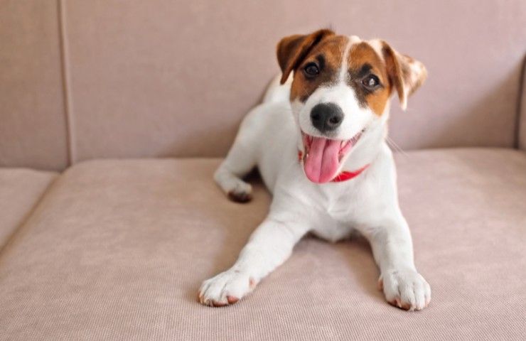 Jack Russell Terrier