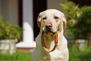 Cane con collare in bocca