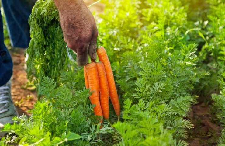 Uomo raccoglie carote dall'orto