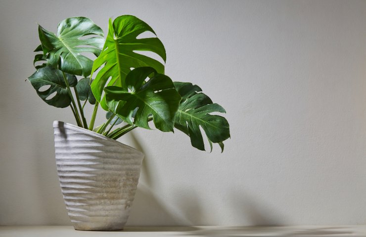 Pianta Monstera