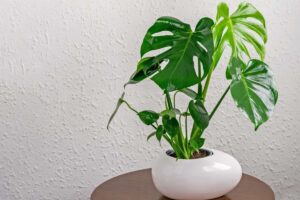 Pianta Monstera sul tavolo