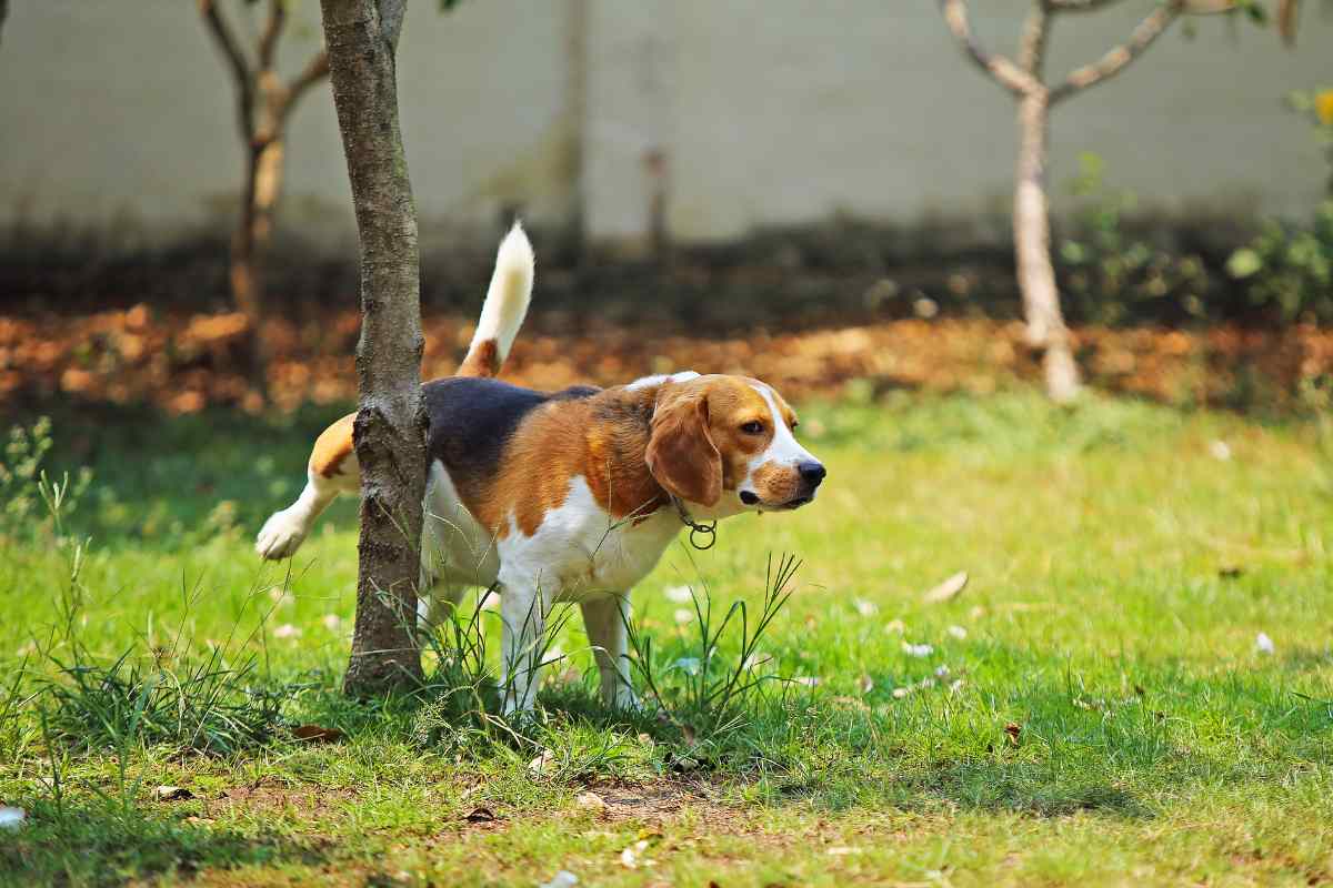 Beagle fa pipì sull'albero