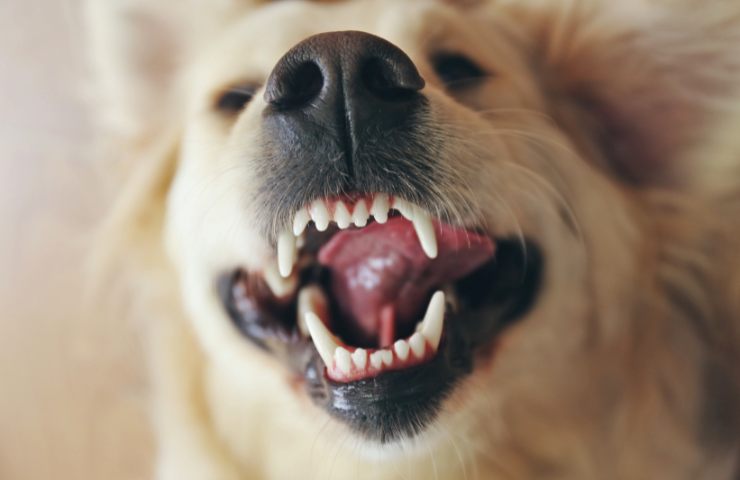 Cane mostra i denti