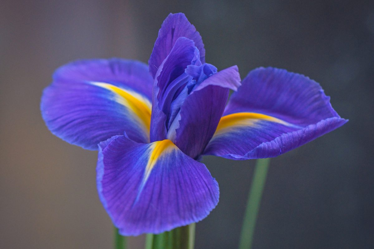 Iris in primo piano