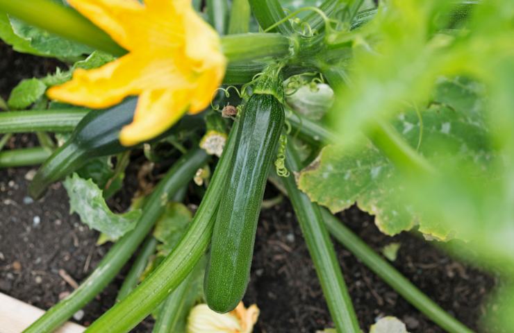 Pianta di zucchine