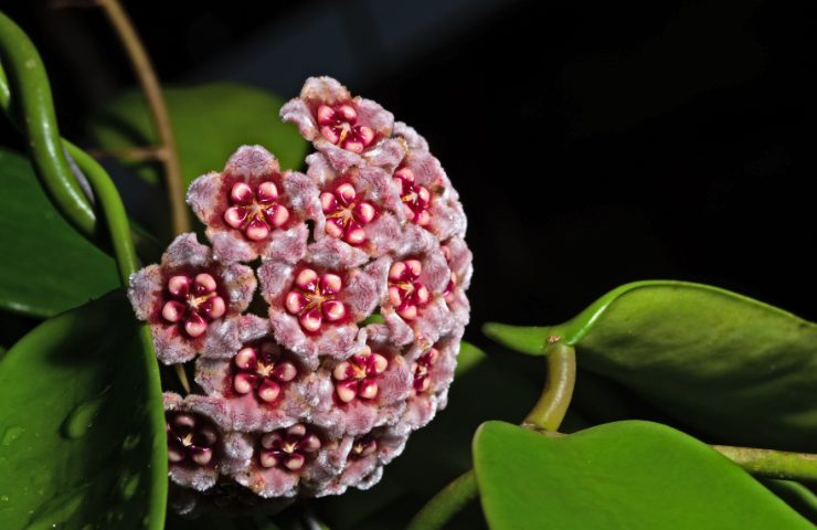 Pianta Hoya carnosa