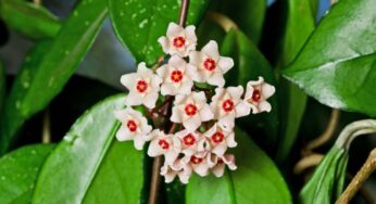 Hoya carnosa, con i suoi fiori di ‘cera’ rende il giardino splendido: come curarla