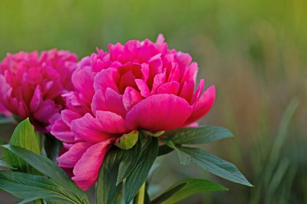 Peonie fucsia