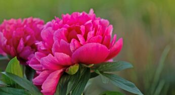 Peonia: utilizza questo concime per una fioritura abbondante