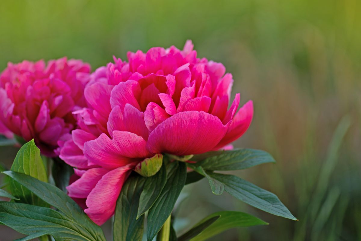 Peonie fucsia