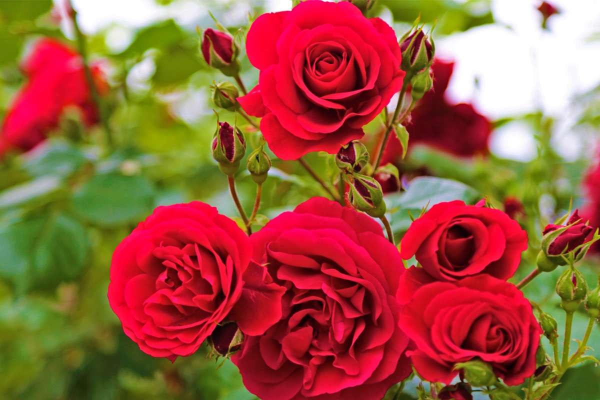 Rose rosse