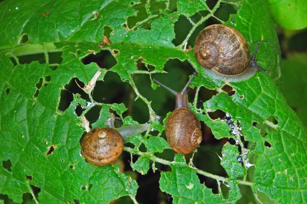 Lumache sulle foglie