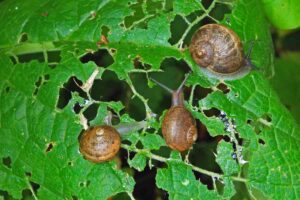 Lumache sulle foglie