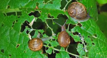 Proteggi ortaggi e piante dalle lumache: questi rimedi naturali sono super efficaci