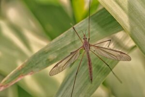 Tipula poggiata su una foglia
